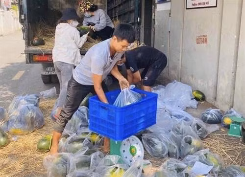 Một điểm "giải cứu" dưa hấu tại Quận 9, Thành phố Hồ Chí Minh. Ảnh: Hoàng Tuyết - TTXVN