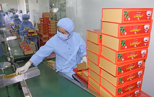 Dây chuyền sản xuất đông dược của nhà máy