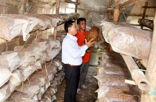 Trồng nấm rơm tại hộ gia đình ở xã Phú Lương.