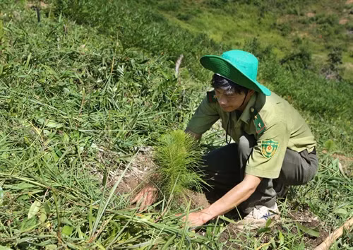 Tích cực triển khai trồng thay thế diện tích rừng tự nhiên