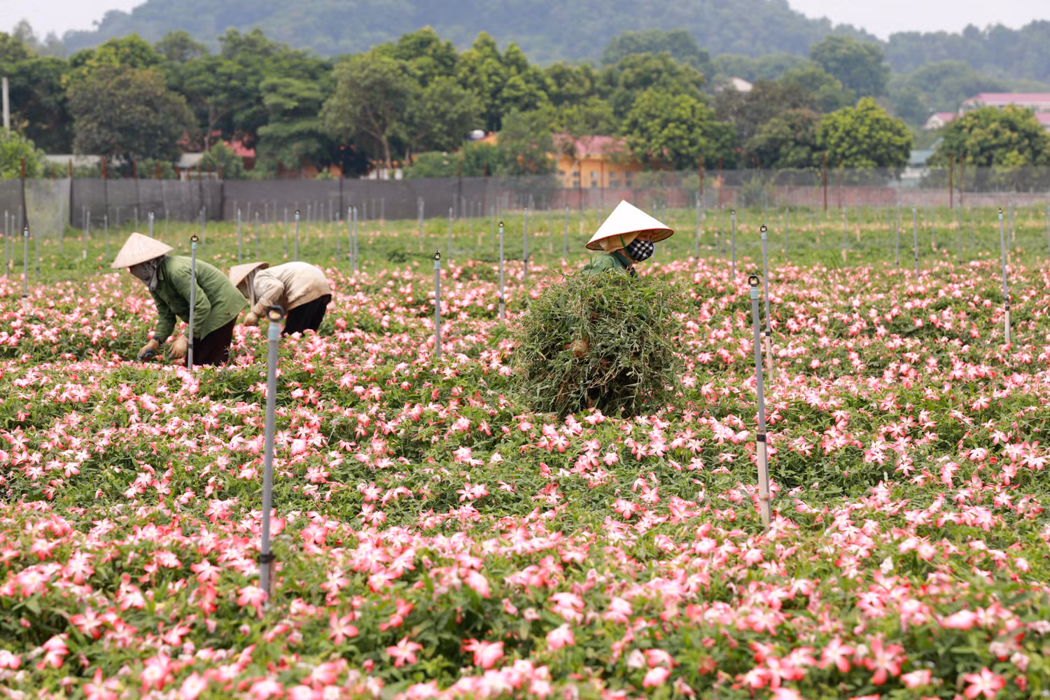 Hiệu quả mô hình trồng sâm Bố Chính trên đất đồi gò Sơn Tây ảnh 5