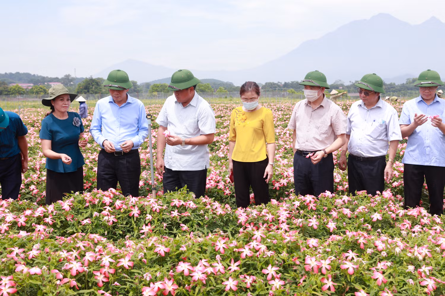 Hiệu quả mô hình trồng sâm Bố Chính trên đất đồi gò Sơn Tây ảnh 1