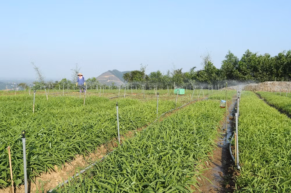 Hà Nội xây dựng nông thôn mới ở vùng dân tộc và miền núi ảnh 5