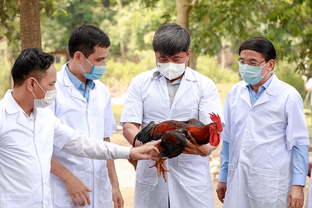 Thị xã Sơn Tây khai thác tiềm năng, lợi thế phát triển nông nghiệp ảnh 7