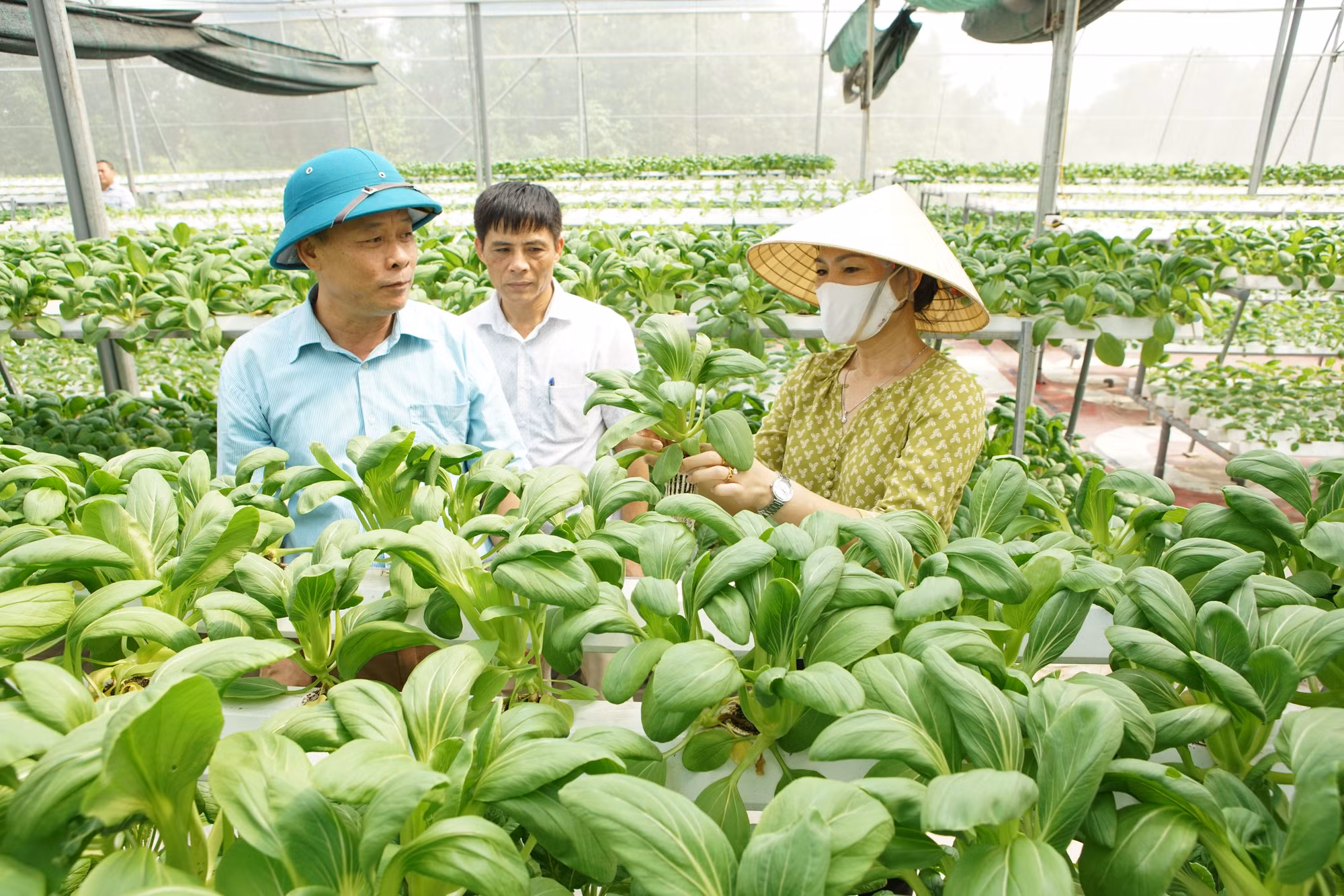 Hiệu quả sản xuất rau an toàn ở Hà Nội ảnh 1