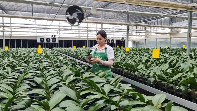 Mê Linh xác định nông nghiệp là bệ đỡ để ổn định nông thôn ảnh 1