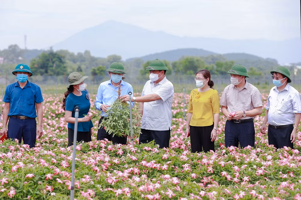 Thị xã Sơn Tây khai thác tiềm năng, lợi thế phát triển nông nghiệp ảnh 8