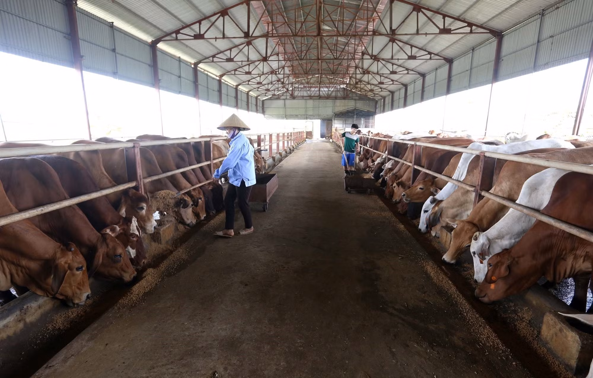 Nét đẹp nông thôn mới nâng cao Hà Nội ảnh 8