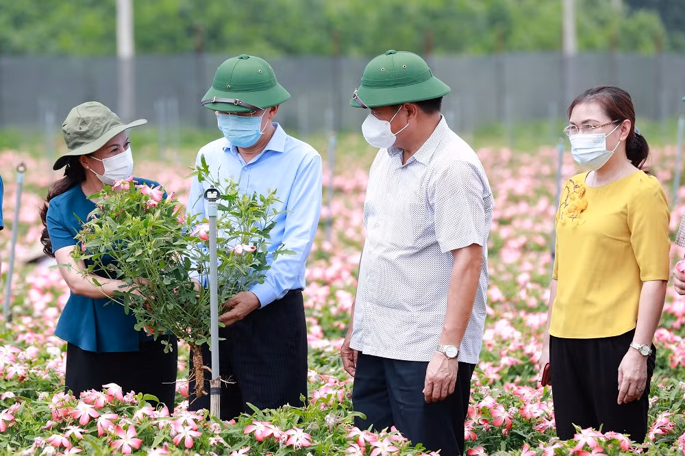 Thị xã Sơn Tây khai thác tiềm năng, lợi thế phát triển nông nghiệp ảnh 9