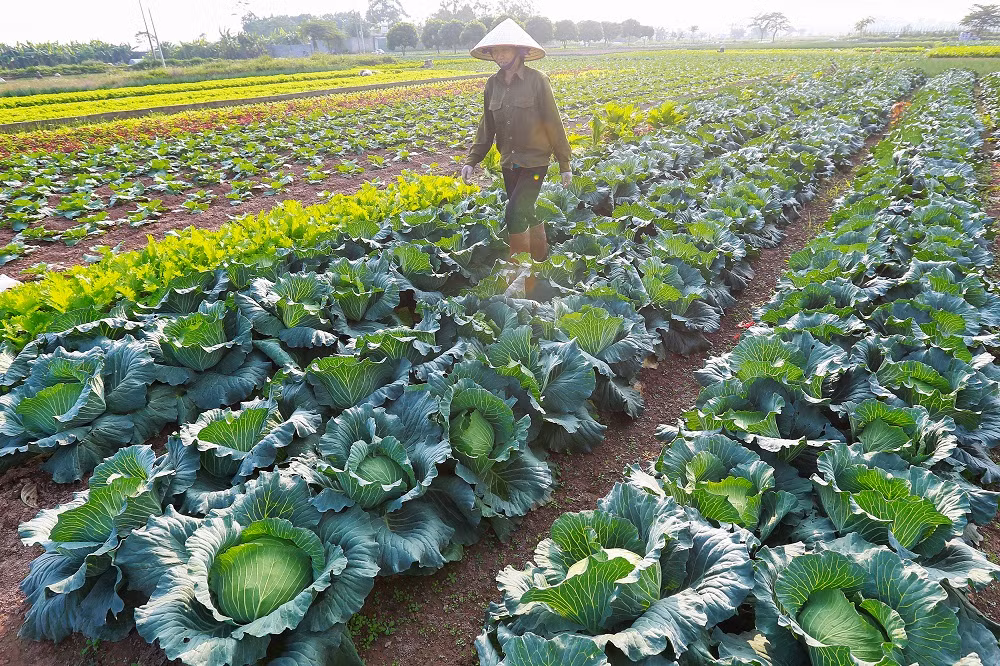 Rau quả sạch Chúc Sơn - sản phẩm OCOP của huyện Chương Mỹ ảnh 6