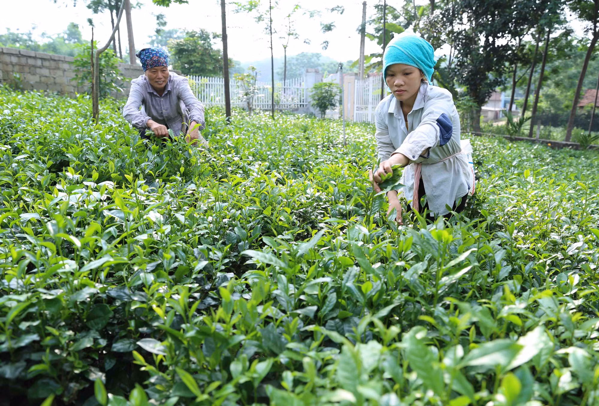 Hà Nội hướng tới mục tiêu hoàn thành xây dựng nông thôn mới ở 100% số xã ảnh 4