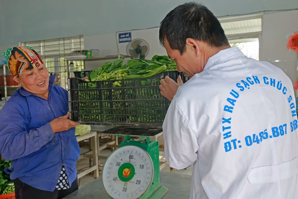 Rau quả sạch Chúc Sơn - sản phẩm OCOP của huyện Chương Mỹ ảnh 11