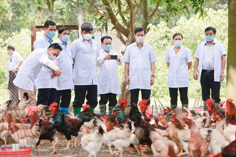 Thị xã Sơn Tây khai thác tiềm năng, lợi thế phát triển nông nghiệp ảnh 2
