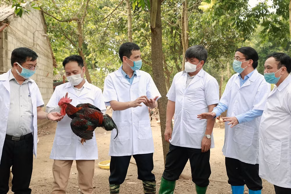 Thị xã Sơn Tây khai thác tiềm năng, lợi thế phát triển nông nghiệp ảnh 4