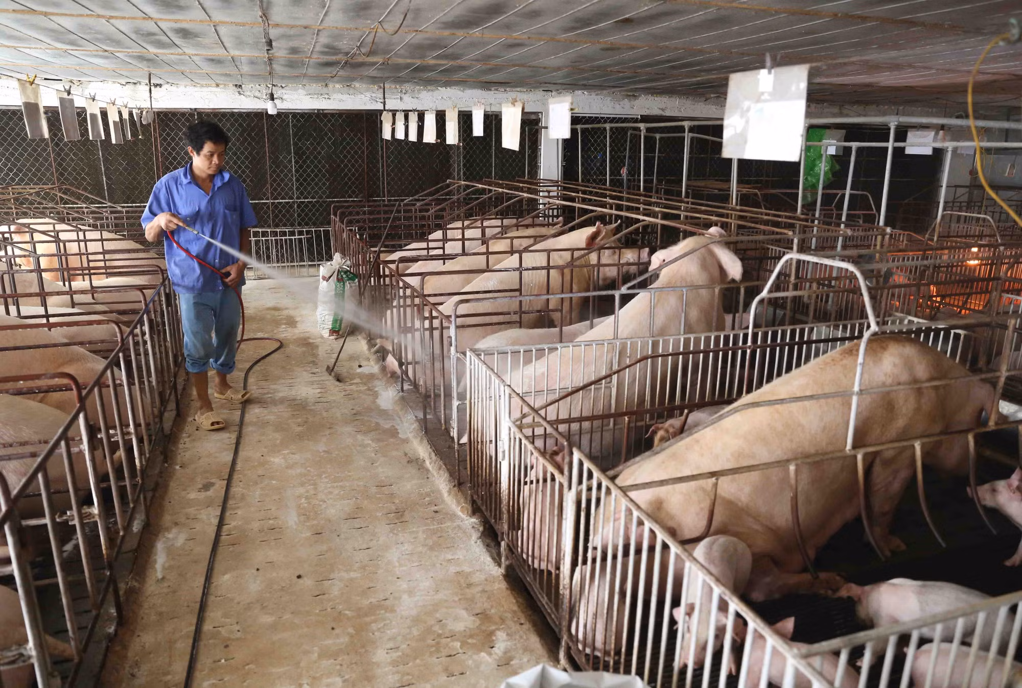 Ba Vì phát triển trang trại chăn nuôi lợn khép kín ảnh 4