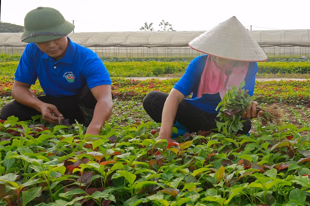 Rau quả sạch Chúc Sơn - sản phẩm OCOP của huyện Chương Mỹ ảnh 4