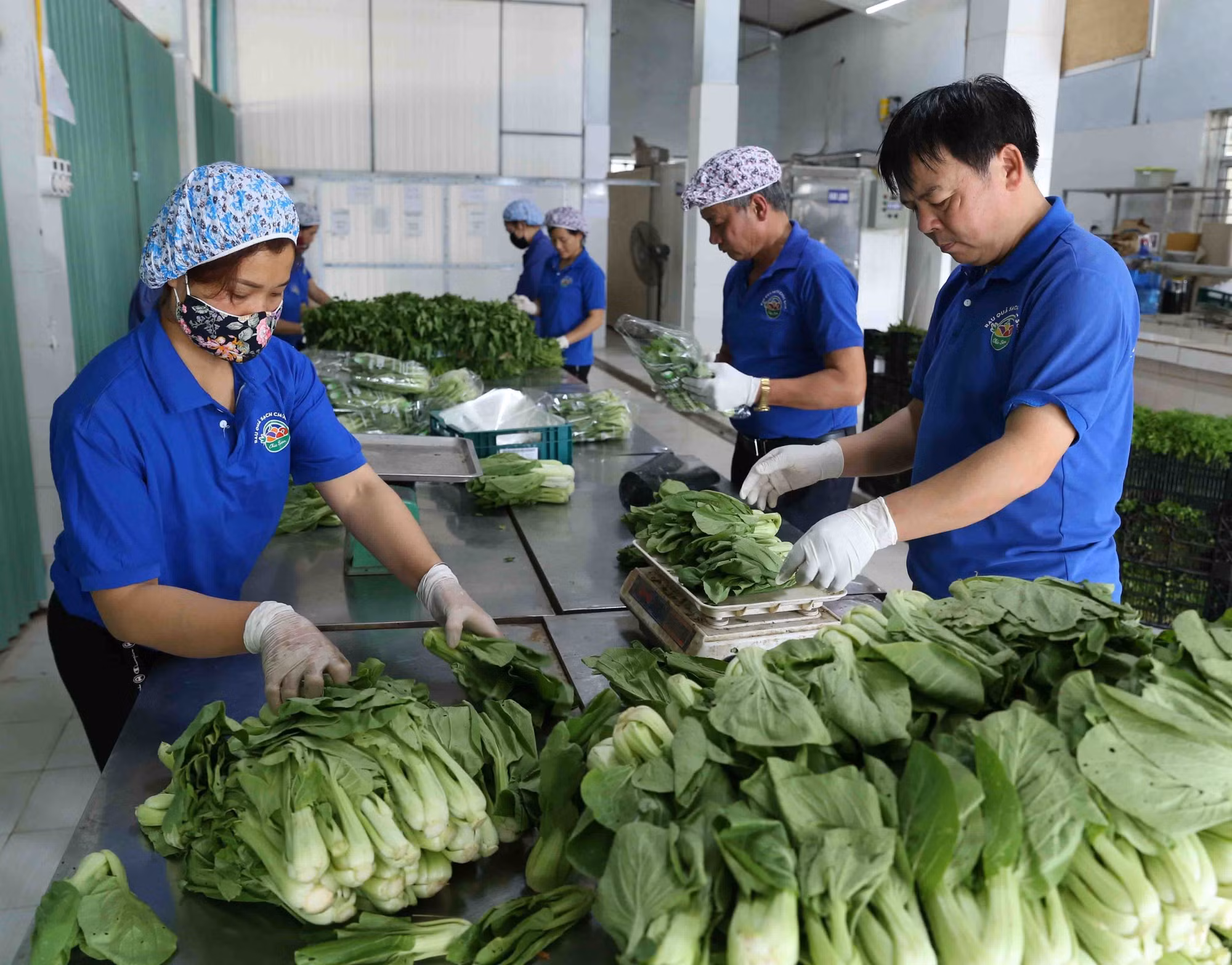 Ngành nông nghiệp Hà Nội sẵn sàng nguồn hàng phục vụ Tết Nguyên đán Canh Tý ảnh 8