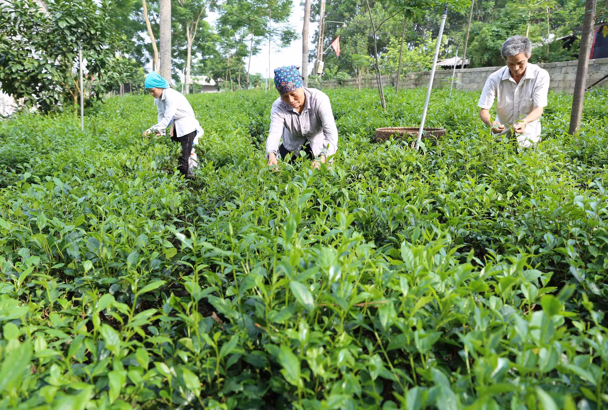 Hà Nội tập trung xây dựng nông thôn mới nâng cao ảnh 2