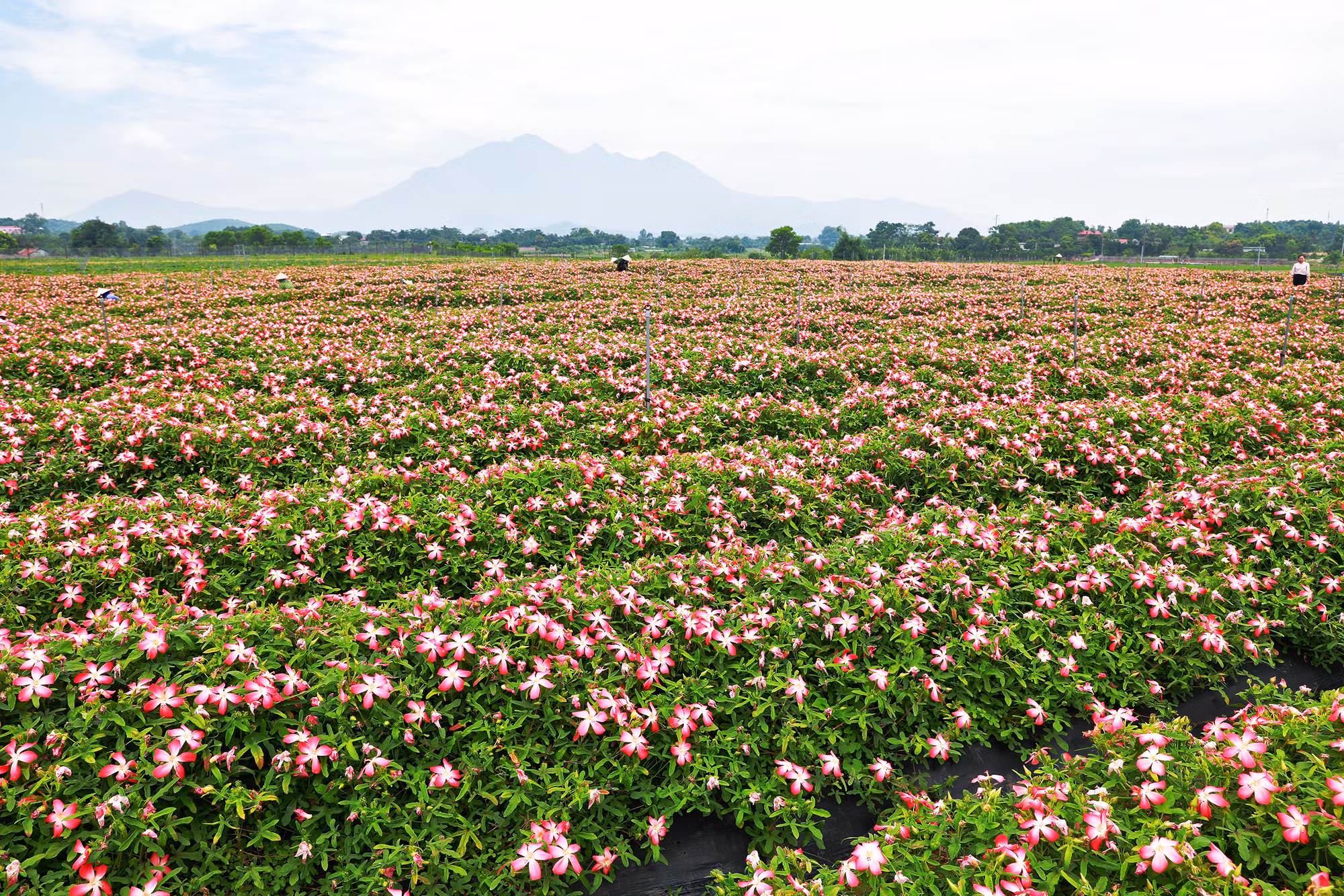 Hiệu quả mô hình trồng sâm Bố Chính trên đất đồi gò Sơn Tây ảnh 9