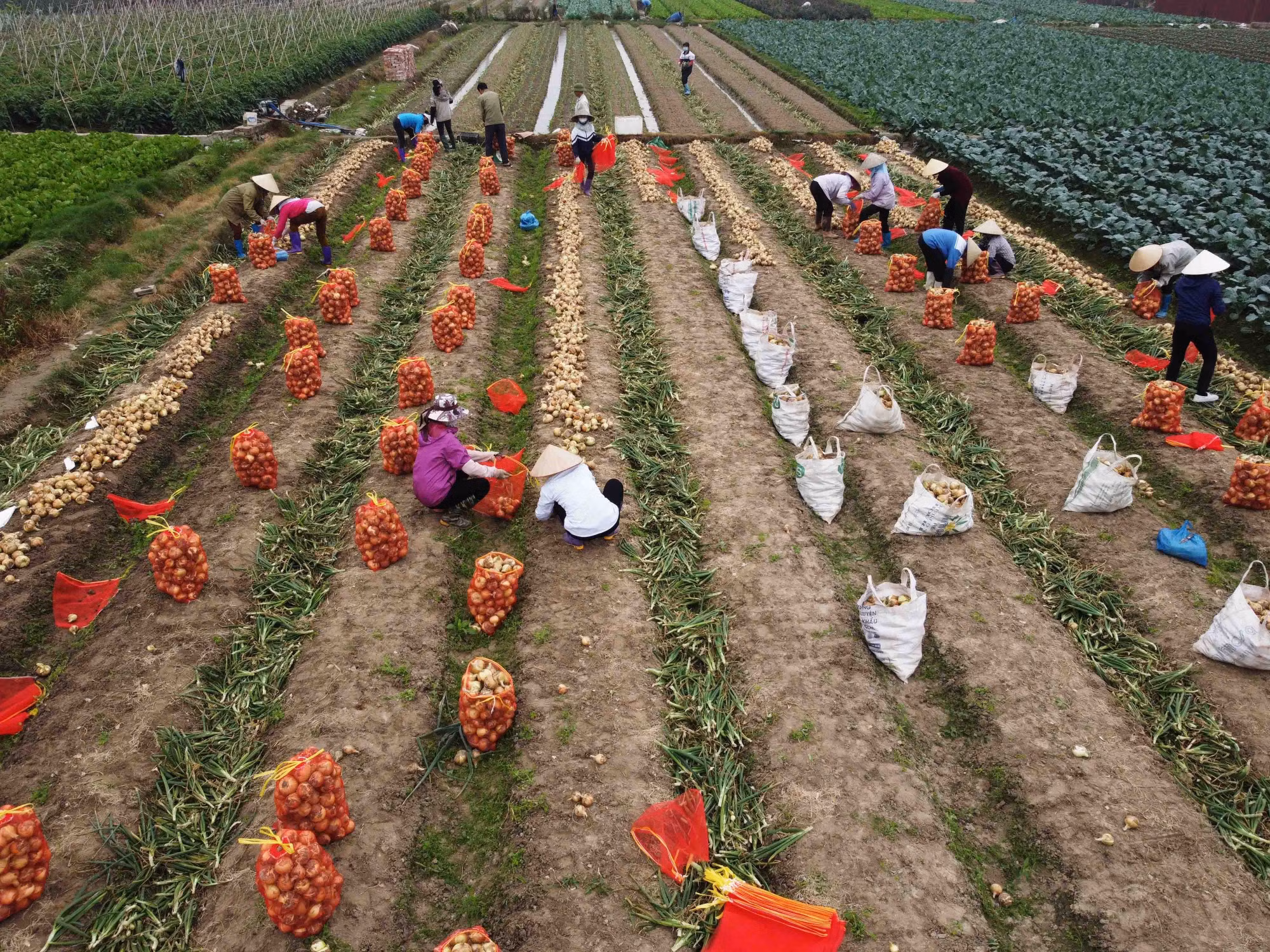 Mê Linh phát triển nông nghiệp gắn với xây dựng nông thôn mới ảnh 1