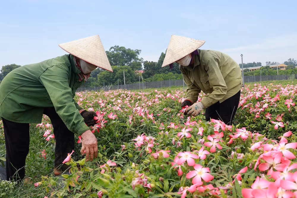 Thị xã Sơn Tây khai thác tiềm năng, lợi thế phát triển nông nghiệp ảnh 12