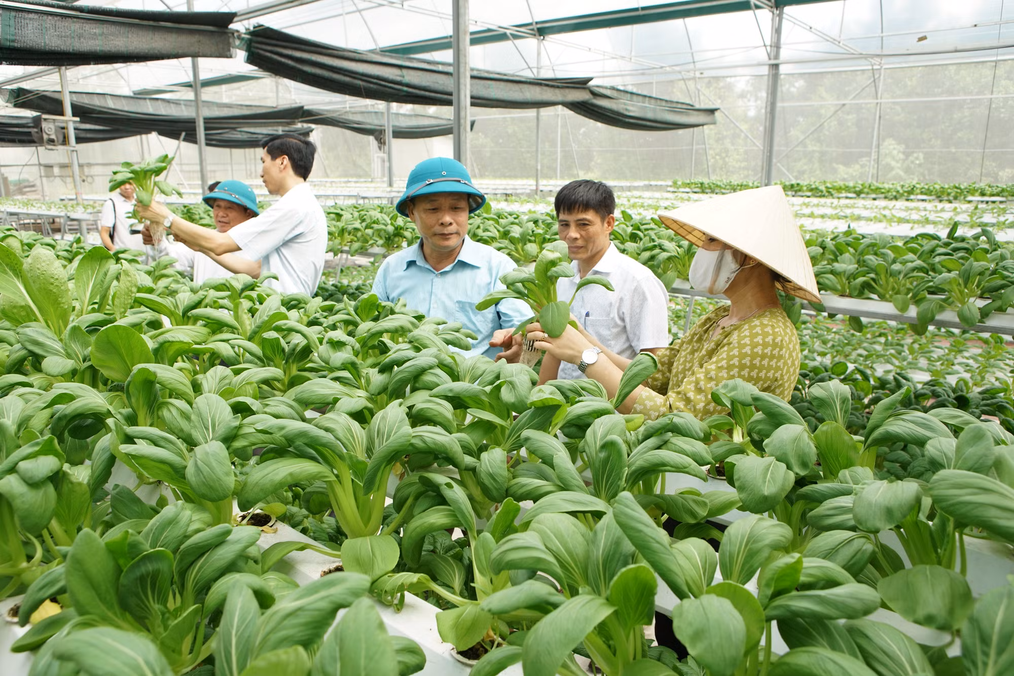 Sóc Sơn nỗ lực cán đích huyện nông thôn mới ảnh 5