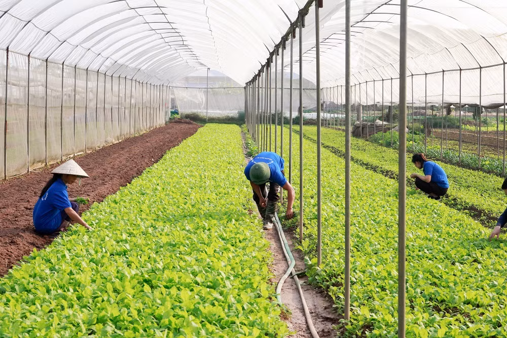 Rau quả sạch Chúc Sơn - sản phẩm OCOP của huyện Chương Mỹ ảnh 5