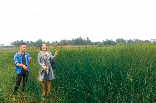Tiến sỹ Buôn Krông Tuyết Nhung bên ruộng cói của anh Nguyễn Duy ở xã Ea Nuôl, huyện Buôn Đôn (Đắk Lắk)