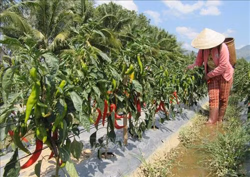 Giống ớt Hàn Quốc sinh trưởng và phát triển tốt. Ảnh: Nguyễn Thành - TTXVN