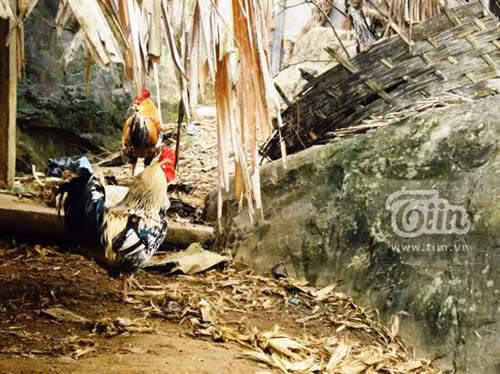 Ở đây có giống gà chín cựa, tưởng như chỉ tồn tại trong những vật mà Vua Hùng Vương thách cưới. . Ảnh: tiin.vn