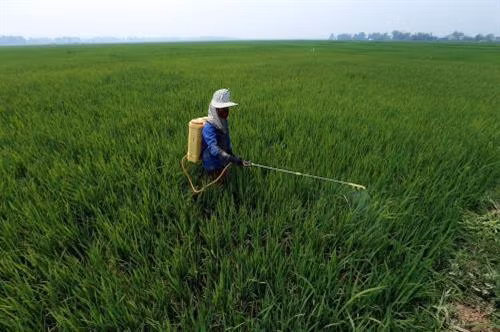 Sử dụng thuốc bảo vệ thực vật đúng kỹ thuật là một trong các giải pháp nhằm hạn chế sự lây lan của mầm bệnh trên lúa. Ảnh : Tuấn Anh-TTXVN