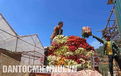 Nhờ chuyển đổi từ trồng rau, dâu tây... sang trồng hoa, hơn 200 hộ đồng bào dân tộc ở thị trấn Lạc Dương có thu nhập hàng trăm triệu đồng, thậm chí cả tỷ đồng/năm. Ảnh: Nguyễn Dũng