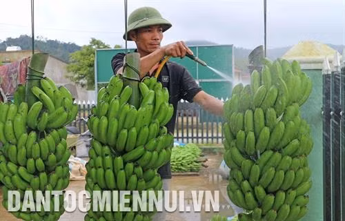 Con em đồng bào các dân tộc trong tỉnh được đào tạo kiến thức nông nghiệp công nghệ mới từ khi còn học trong trường dân tộc nội trú. Ảnh: Trần Việt Sơ chế chuối Laba xuất khẩu sang Nhật Bản tại cơ sở của gia đình ông Nguyễn Huy Phương ở xã Đạ K’Nàng, huyện Đam Rông. Ảnh: Nguyễn Dũng Một cánh rừng cao su ở xã Đạ Ploa, huyện Đạ Huoai. Ảnh: Trần Việt