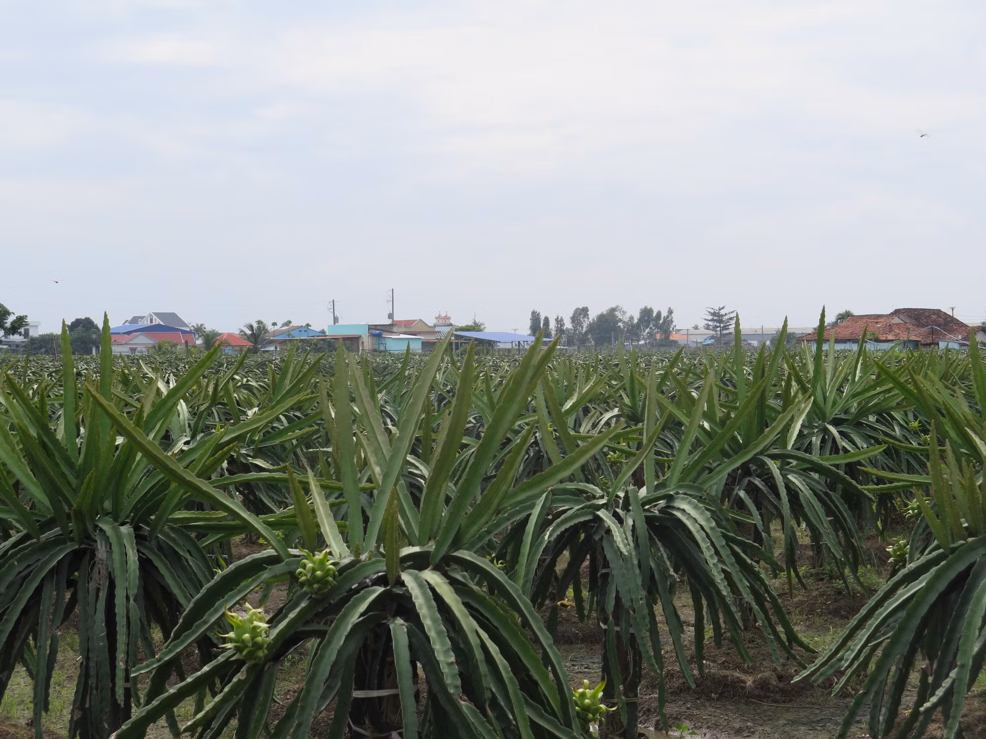 Long An hướng đến nông thôn mới nâng cao (Bài 2) ảnh 3