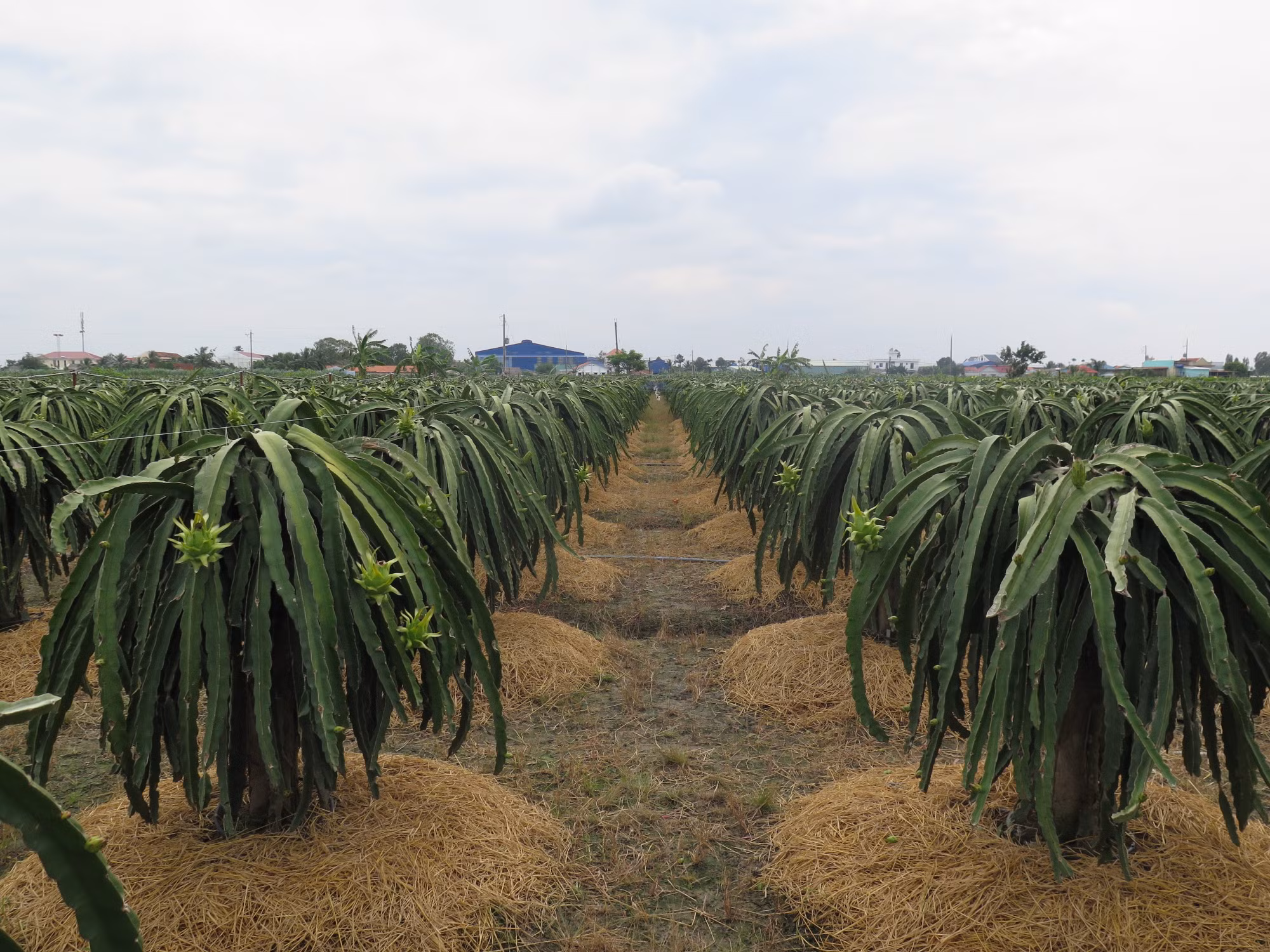 Long An hướng đến nông thôn mới nâng cao (Bài 1) ảnh 3