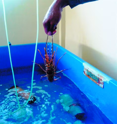 Sau 18 - 20 tháng, tôm đạt khối lượng 0,7 - 1,3 kg/ con