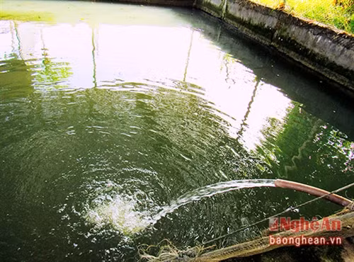 Cá lóc được nuôi trong bể xi măng nên có thể xử lý nhanh các sự cố về nguồn nước, thức ăn và các loại bệnh