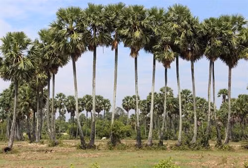 Thốt nốt là loại cây được trồng phổ biến ở Tịnh Biên (An Giang). Ảnh: danviet.vn
