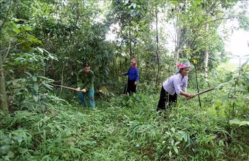 Nhân dân xã Trung Đồng, huyện Tân Uyên, phát quang thực bì nhằm phòng cháy chữa cháy rừng khi thời tiết sắp chuyển sang mùa khô. Ảnh: Quý Trung – TTXVN