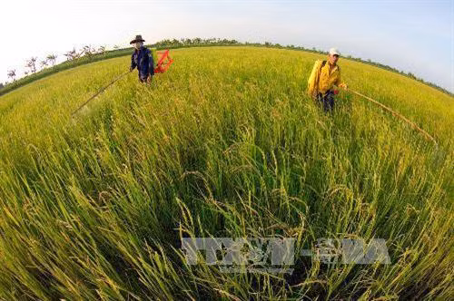Mô hình sản xuất lúa gạo sạch theo hướng hữu cơ đem lại hiệu quả cao. Ảnh: TTXVN