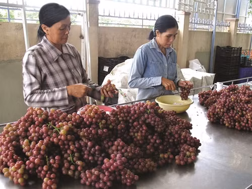 Nho là loại quả được người tiêu dùng rất ưa chuộng bởi vị ngon, ngọt cũng như hàm lượng dinh dưỡng cao
