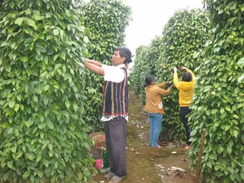 Vườn tiêu của người dân đang cho thu hoạch.