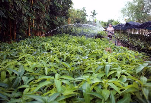 Hộ nông dân Đặng Huy On ở xã Hòa Ninh, huyện Long Hồ được Hội Nông dân tỉnh hỗ trợ vay vốn mở rộng sản xuất cây giống các loại, phát huy hiệu quả.