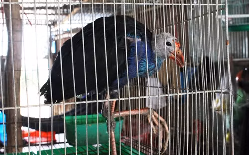 Trích cồ được chào bán với giá từ 800 nghìn đến 1 triệu đồng/con