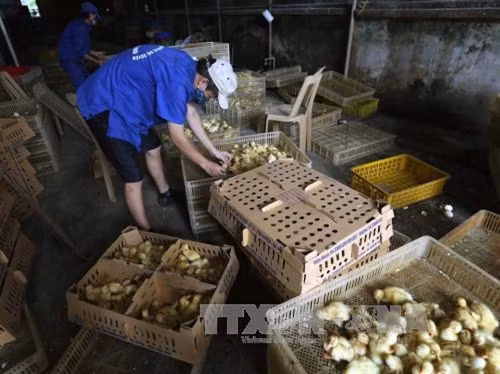 Hoàn thiện chính sách thu hút đầu tư vào nông nghiệp ảnh 3