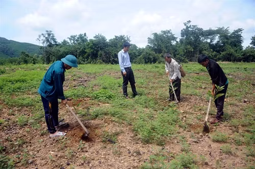Cán bộ Ban Quản lý rừng phòng hộ Vân Canh hướng dẫn nhân dân chăm sóc diện tích rừng trồng năm 2016.