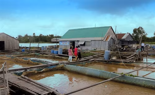 Một bè nuôi cá kết hợp làm du lịch ở Cồn Sơn