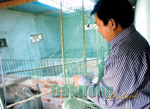 Gia đình anh Chu Văn Thanh nuôi chim trĩ cho thu nhập 100 triệu đồng/năm