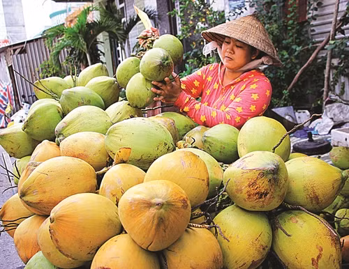 Mua bán dừa trở thành nghề chính của nhiều nông dân ở Cà Mau