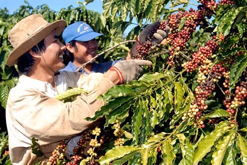 Cây cà phê mang lại nguồn lợi kinh tế cao cho người nông dân.
